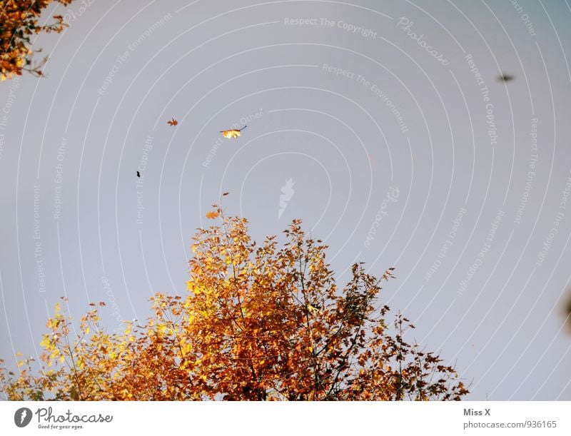 der Herbst fliegt weg Himmel Wolkenloser Himmel Klima Wetter Schönes Wetter Wind Sturm Baum Blatt fallen fliegen Wärme mehrfarbig Stimmung Herbstbeginn