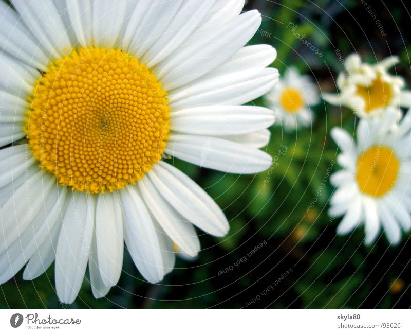 Frühlingsbote Margerite Blume Pflanze Blüte Pollen Wiese Blumenwiese Wiesenblume Gras Mai Juni Juli Sommer Wachstum Botanik Natur Garten blühend Bioprodukte