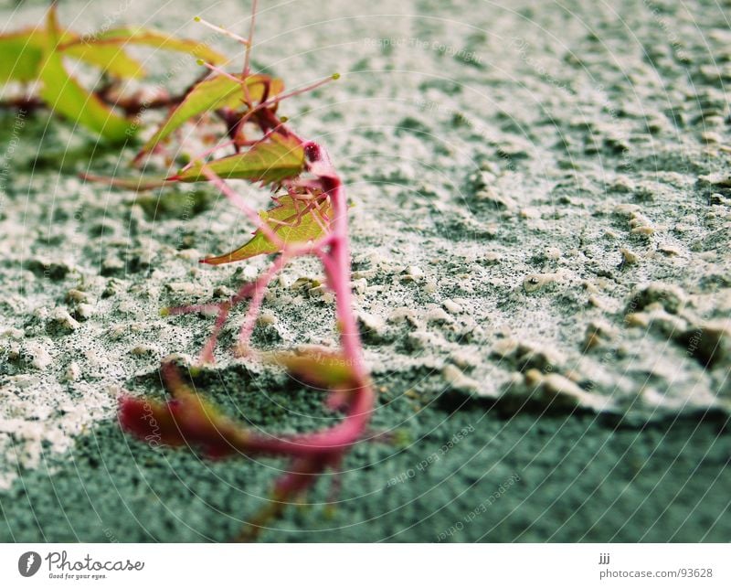 eroberungsfeldzug Putz Ranke grün Blatt rau Wand nah Mauer Erfolg Wein besiedeln daherkommen Strukturen & Formen