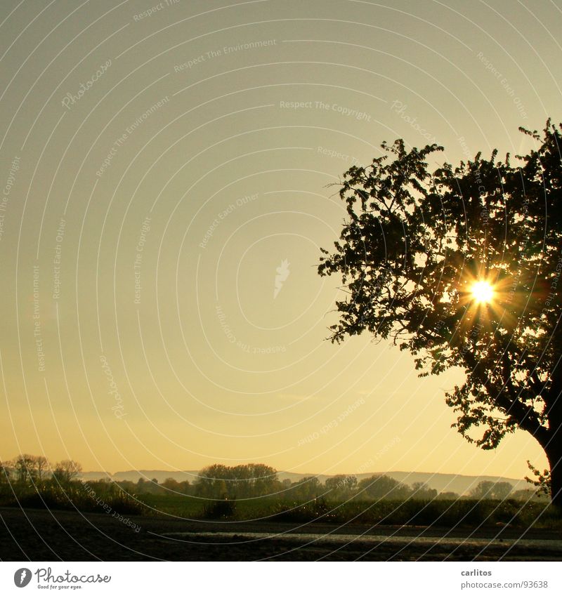 und noch'n Baum .... Gegenlicht Blatt Blattknospe Photosynthese Sauerstoff Blattgrün Blüte Obstbaum Feldmark Bilderrätsel Froschperspektive Wolken Silhouette