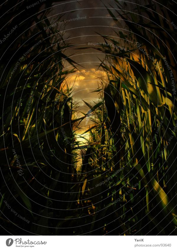 dunkles feld Weizen Gras Feld grün braun dunkel Fußweg Tunnel Schilfrohr Endzeitstimmung gelb rot Halm Vergänglichkeit orange untergehen vergilben Flucht