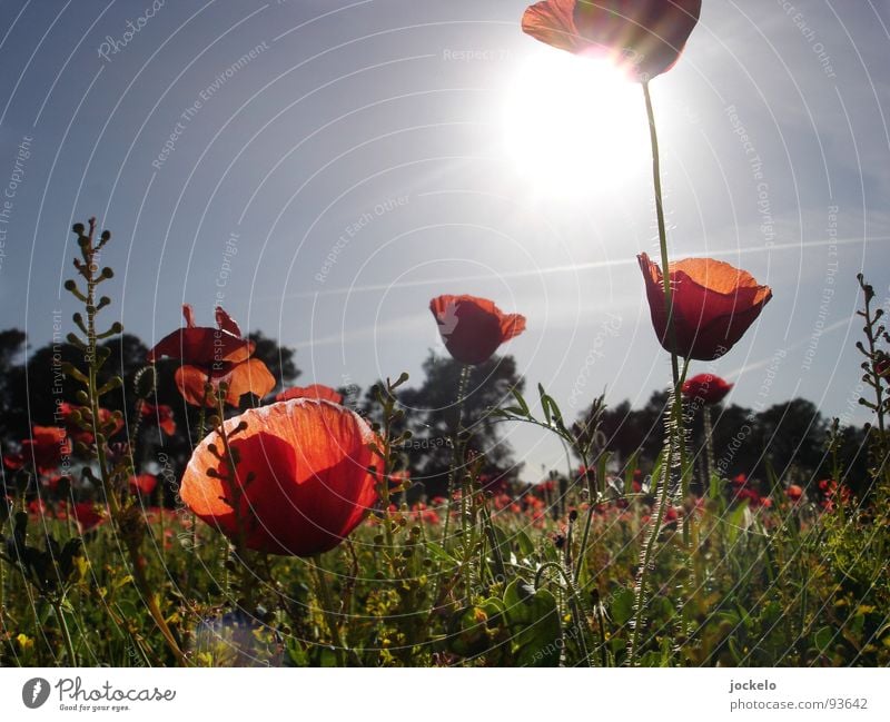 Schlafes Mohn Freude Sommer Sonne Wärme Gras Blüte Wiese Feld rot Klatschmohn Physik Mallorca Spanien Schlafmohn Sunny Easy Opium jomam Farbfoto Außenaufnahme