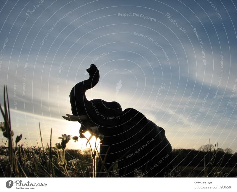 das ist kein elefant! Wiese Blume weiß grün saftig Wolken schlechtes Wetter Licht Schatten blenden Baum Heide Sträucher Grasbüschel Halm Rennbahn Reiterhof