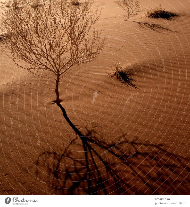 Statt Spiegel... Sträucher Schattenspiel eitel Sandkorn Baum Einsamkeit zierlich filigran zerbrechlich Skelett Staub harmonisch trocken heiß Namibia Sossusvlei