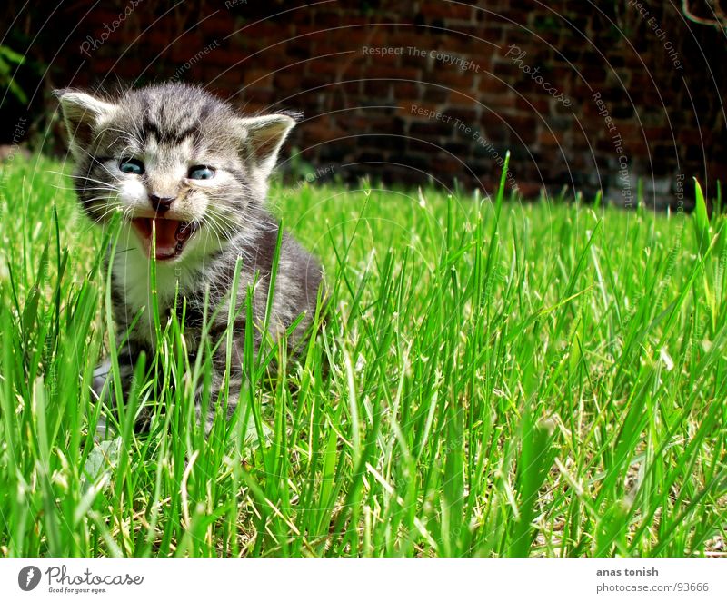 miau Einsamkeit Gras Halm Haustier Katze klein Miau niedlich sprechen Spielen spielend süß unschuldig Freude verloren Säugetier Garten MAUZEN Rasen sweet