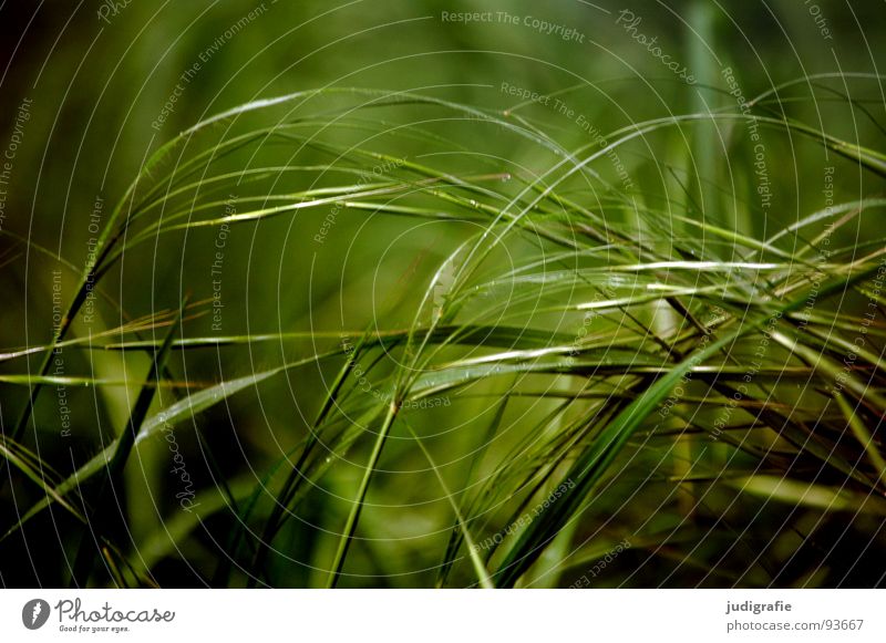 Gras grün Stengel Halm Ähren glänzend schön weich Rauschen Wiese zart beweglich sensibel federartig Pflanze Farbe Sommer Pollen rispe rispen flimmer Weide sanft