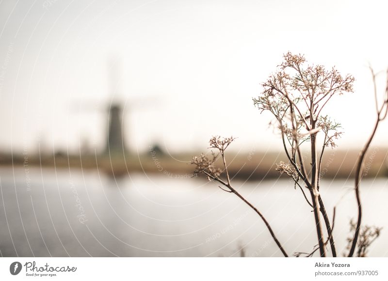 Kinderdijk II Natur Landschaft Wasser Himmel Pflanze Flussufer Windmühle Wachstum natürlich braun weiß Erholung Idylle Farbfoto Gedeckte Farben Außenaufnahme