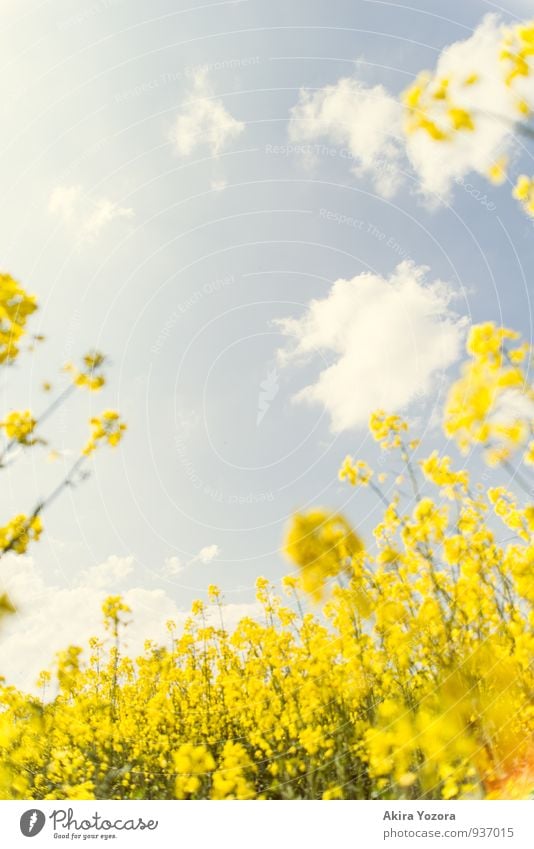 Der Himmel über uns Natur Wolken Sommer Schönes Wetter Pflanze Blume Blüte Nutzpflanze Raps Rapsfeld Feld beobachten Blühend entdecken Erholung genießen träumen