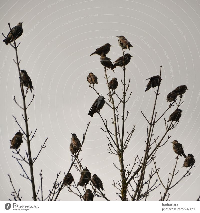 Staraufgebot Natur Pflanze Tier Himmel Herbst Baum Sträucher Vogel Tiergruppe sitzen Zusammensein viele Klima Sinnesorgane Umwelt Wandel & Veränderung