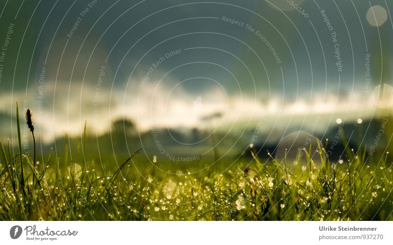 Nebelwallen 7 Umwelt Natur Landschaft Pflanze Luft Wasser Wassertropfen Herbst Schönes Wetter Baum Gras Sträucher Feld Wald atmen glänzend leuchten natürlich