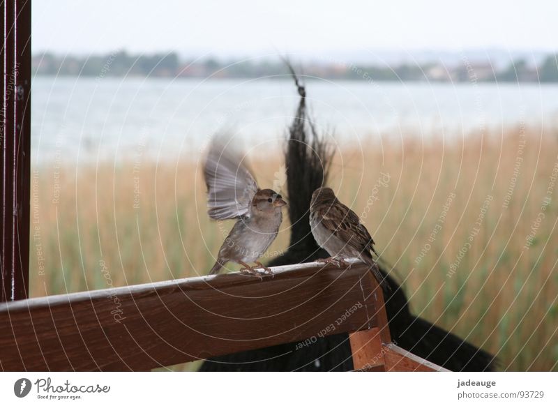 Warten auf die Sonne schlechtes Wetter Spatz Vogel See Italien Ferien & Urlaub & Reisen Gardasee Himmel Wolken Regen warten Freiheit paarweise Tierpaar