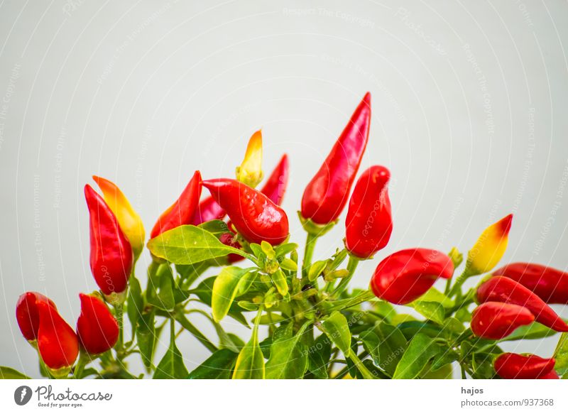 Chili an der Pflanze Lebensmittel Gemüse Frucht Garten Blatt Wachstum frisch klein rot Chilli Paprika Mini reif scharf Würzig Nutzpflanze Farbfoto Nahaufnahme