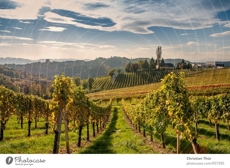 Weinlese Alkohol Wellness Leben harmonisch Wohlgefühl Zufriedenheit Sinnesorgane Erholung ruhig Meditation Duft Tourismus Ausflug wandern Erntedankfest Umwelt