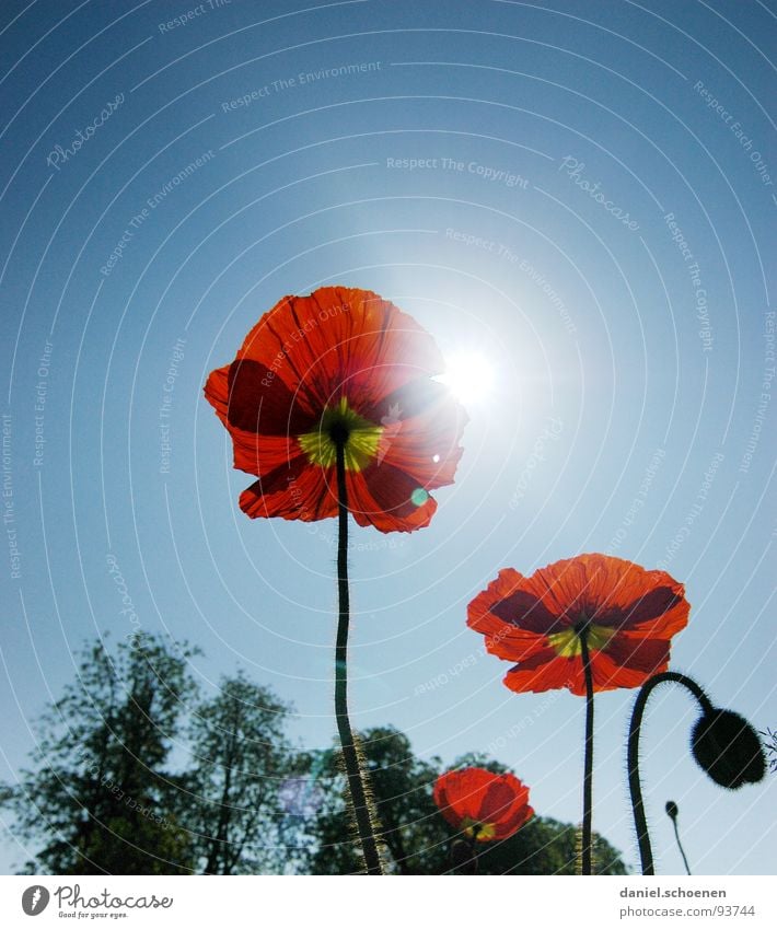 Klatschmohn Mohn rot Sommer Frühling Blume Blüte hell-blau zyan Silhouette Gegenlicht Sonne Himmel Perspektive Schönes Wetter Blütenknospen Natur leuchten