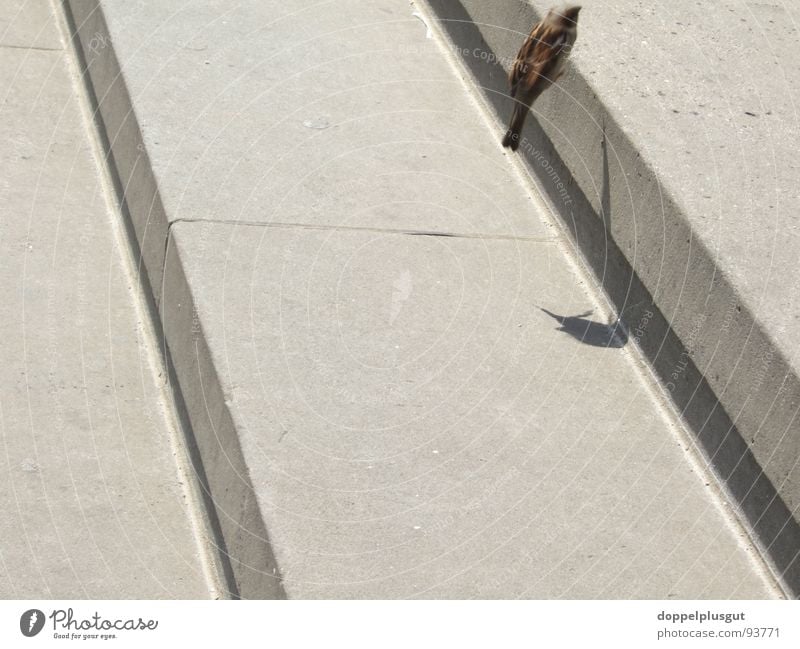 Treppenflug Vogel springen diagonal Gendarmenmarkt grau Drossel Schatten Luftverkehr fliegen Bewegung frei Stein Freude Stadt