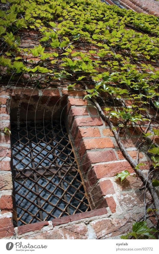 Garten-Gebäudeintegration durch Komplettbewuchs Blatt Pflanze Naturwuchs Mauerpflanze Fenster Gitter Backstein historisch schön bewachsen Ranke Märchen Festung