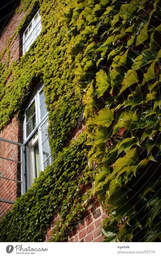 Assimilierung Blatt Pflanze Naturwuchs Mauerpflanze Gebäude Fenster Gitter Backstein historisch schön bewachsen Ranke Märchen Festung Verhext verschlafen Rausch