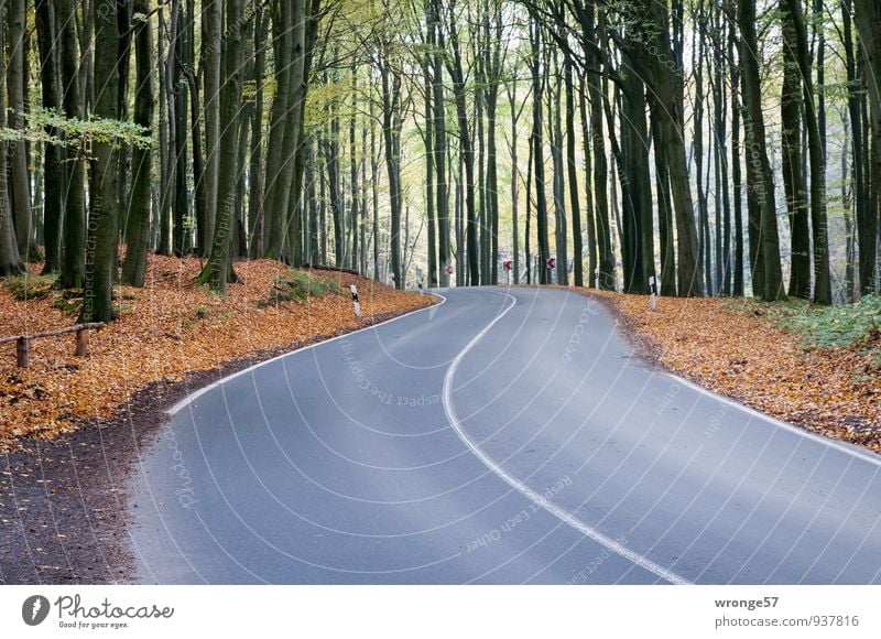 L303 Umwelt Herbst Baum Buchenwald Jasmund Verkehrswege Straße Landstraße braun grün schwarz Asphalt Kurve Mittelstreifen Schilder & Markierungen Straßenrand