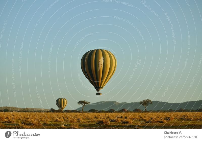 Flugsafari Reichtum Ballonfahrt Ferien & Urlaub & Reisen Tourismus Abenteuer Safari Ballone Natur Landschaft Sommer Baum Gras Wildpflanze Savanne Serengeti