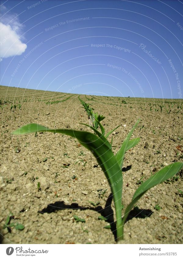 Stirnreihe Ferne Umwelt Natur Landschaft Pflanze Erde Himmel Wolken Horizont Sommer Wetter Schönes Wetter Nutzpflanze Feld Hügel Wachstum Unendlichkeit trocken