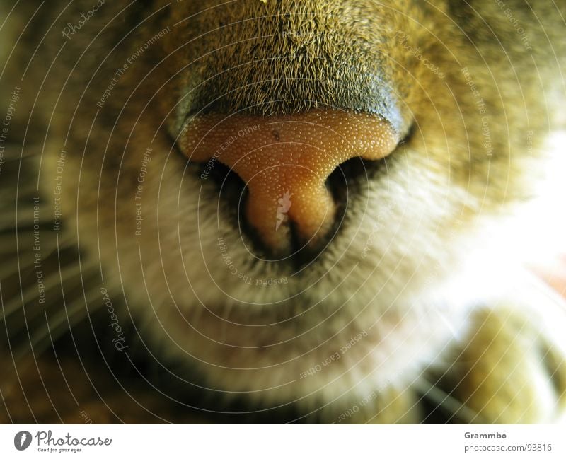 Hat jemand was gesagt? schmollen Fell Katze Geruch Mörder Appetit & Hunger Schnurren Säugetier cool cat Mund Nase