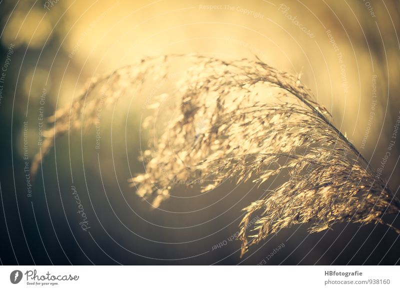 Im Sonnenlicht Pflanze Frühling Sommer Wärme Gras Sträucher Grünpflanze Wiese Feld braun Stimmung Frühlingsgefühle Warmherzigkeit ruhig Sehnsucht Fernweh