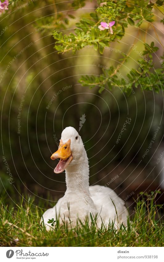 nak nak Pflanze Gras Sträucher Blatt Blüte Grünpflanze Garten Wiese Tier Nutztier Ente 1 liegen grün rosa weiß Natur schnattern laut Mitteilungsbedürfnis