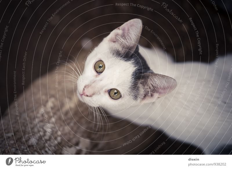 hungry eyes Tier Haustier Katze Tiergesicht 1 Tierjunges Blick kuschlig niedlich Natur Farbfoto Außenaufnahme Textfreiraum links Tag Tierporträt