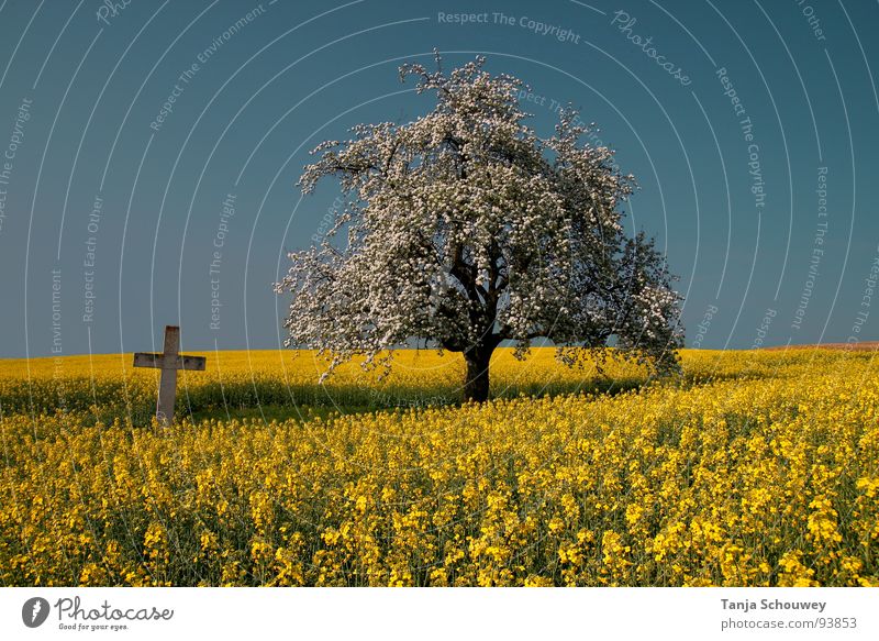 Stille ruhig mystisch Rapsfeld Baum Frühling Frieden Natur Landschaft Rücken Geheimnisvoll.