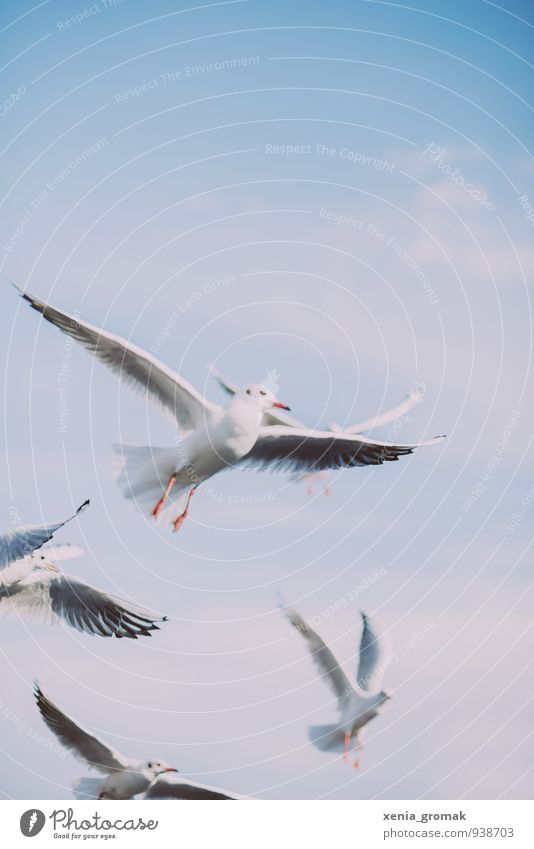 Möwe Natur Tier Himmel Wolkenloser Himmel Schönes Wetter Wildtier Vogel Taube 1 4 Tiergruppe blau türkis weiß Euphorie Tapferkeit Erfolg Willensstärke schön