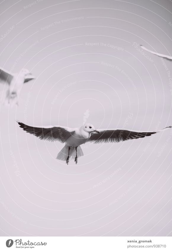 Möwe s/w Umwelt Natur Tier Himmel Wolkenloser Himmel Wetter Vogel fliegen ästhetisch Energie Erfolg Zufriedenheit Hoffnung Idylle Inspiration Symmetrie