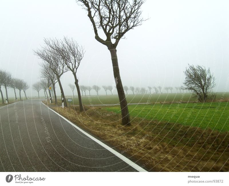 windschief Herbst Winter kalt nass Baum Landstraße Einsamkeit ungemütlich grau Feld Nebel schlechtes Wetter trüb Regen grün braun Vorfahrt Wind Straße bedecken