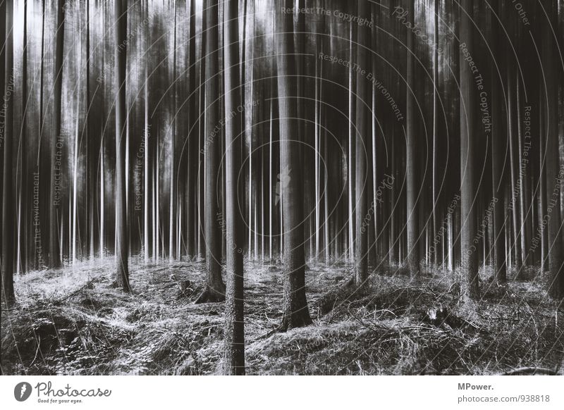 spooky trees II Pflanze Baum Wald Urwald trashig verrückt schwarz träumen Angst gruselig Bewegung chaotisch Märchenwald Schwache Tiefenschärfe Unschärfe