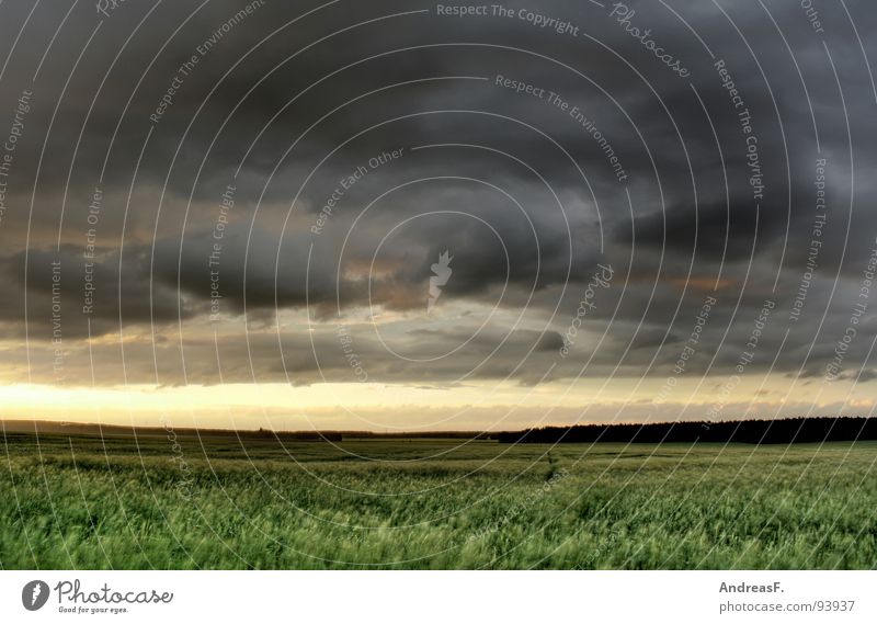 Ein Bild im Kornfeld Feld Sturm Orkan Unwetter Unwetterwarnung Wetterdienst Wolken Sommer Wind Gewitter Amerika Landschaft Mais Regen Hagel Himmel Tornado