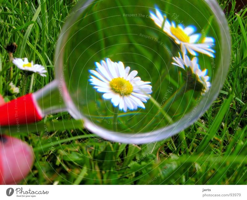 Makro Gänseblümchen Wiese Gras Blume Durchblick Makroaufnahme Nahaufnahme Lupe Blick Natur jarts