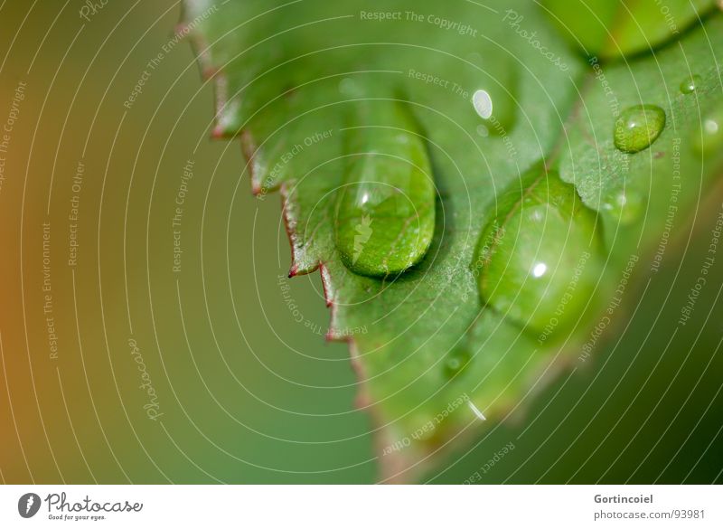 Rain - Leaves - Drops - Behind Pflanze Wasser Wassertropfen Regen Blatt grün Zacken Rosenblätter Herbst Farbfoto Nahaufnahme Makroaufnahme Textfreiraum links