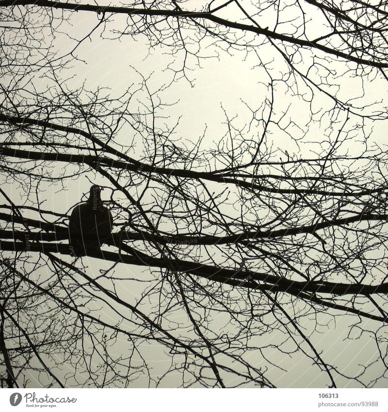 F. REISEIN... Vogel Taube Geäst Baum Silhouette Frieden Freude frei fliegen Natur Freiheit frei sein ... Wandel & Veränderung Irritation