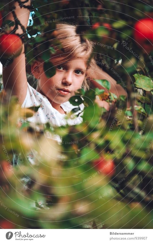 . Frucht Apfel Bioprodukte Mensch feminin Kind Mädchen Familie & Verwandtschaft Kindheit Gesicht 1 3-8 Jahre 8-13 Jahre Natur Pflanze Baum Blatt Apfelbaum