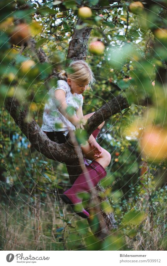 der Apfel fällt nicht weit vom Stamm Frucht Bioprodukte Zufriedenheit ruhig Sommer feminin Kind Mädchen Kindheit 1 Mensch 8-13 Jahre Umwelt Natur Pflanze Herbst