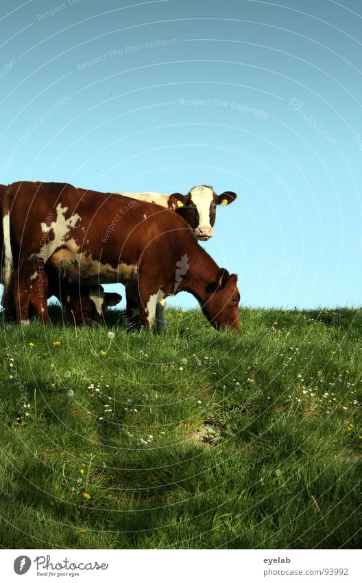 Fressen gucken fressen gucken fressen gucken fressen gu... Kuh Rind Vieh braun Deich Gras Wiese frisch Ernährung hochwürgen Blick Schwanz Schnauze Milchkuh