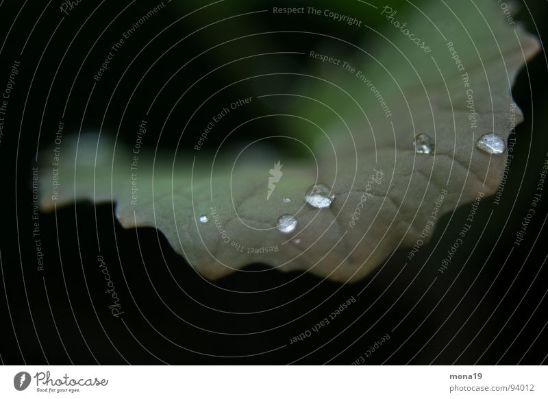 early morning rain Blatt grün Frühling braun Mai Wassertropfen Digitalfotografie Makroaufnahme