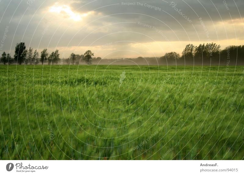 Sommergewitter Feld Kornfeld Sturm Orkan Unwetter Unwetterwarnung Wetterdienst Wolken Wind Gewitter Amerika Landschaft Mais Regen Hagel Himmel Tornado