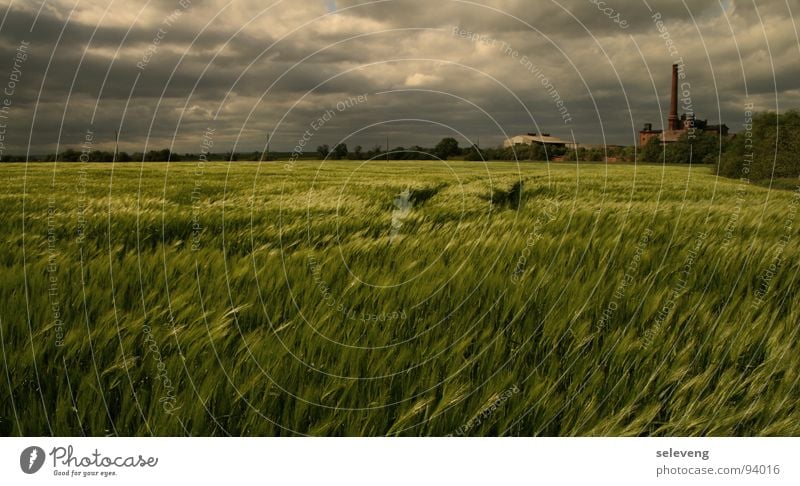 WindWolkenWeizen Feld clouds weat Gewitter Regen rain Natur sun Bewegung Wetter