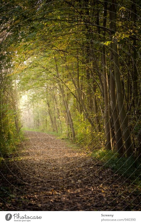 Herbstlich wandern Natur Landschaft Pflanze Schönes Wetter Baum Gras Sträucher Wildpflanze Wald Wachstum braun gelb grün Ferne Wege & Pfade Blatt Laubwald