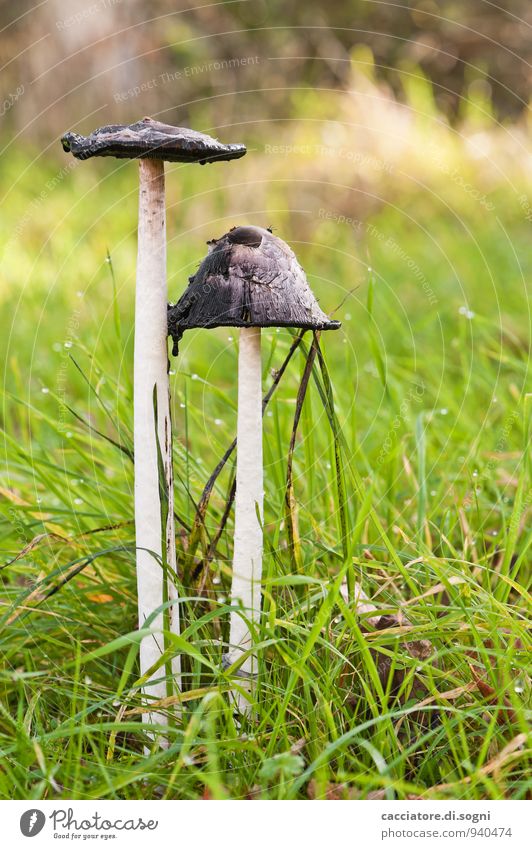 Pärchen mit Hut Natur Pflanze Herbst Schönes Wetter Gras Pilz Wiese dünn exotisch Zusammensein lang natürlich schleimig grün schwarz weiß bescheiden Umwelt