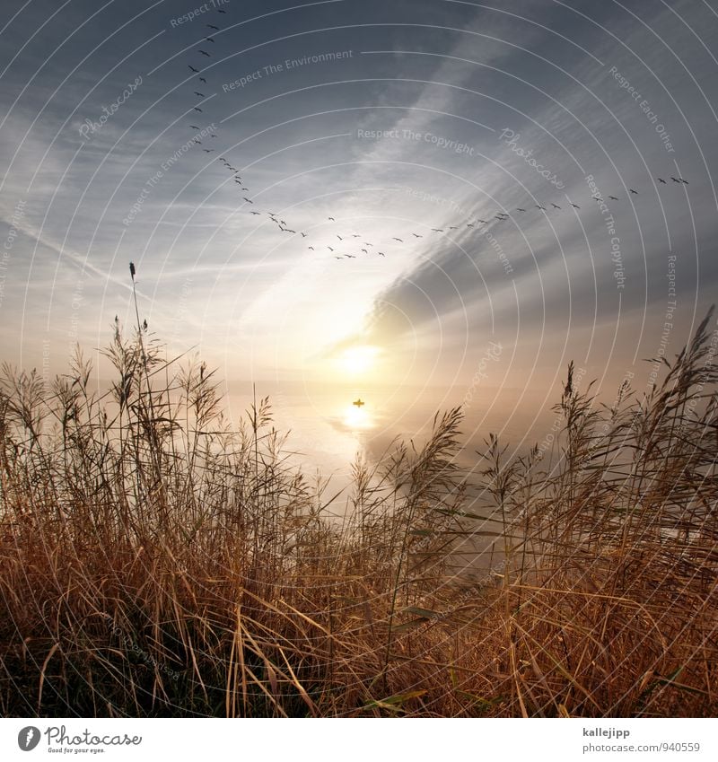 leave this island Umwelt Natur Landschaft Pflanze Tier Wasser Himmel Horizont Sonne Nebel Wildpflanze Küste Fjord See Bewegung Zugvogel Ruderboot Beginn