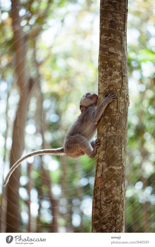 Kletteraffe Tier Wildtier Zoo Affen 1 Tierjunges natürlich Neugier Klettern Farbfoto Außenaufnahme Menschenleer Tag Schwache Tiefenschärfe Tierporträt