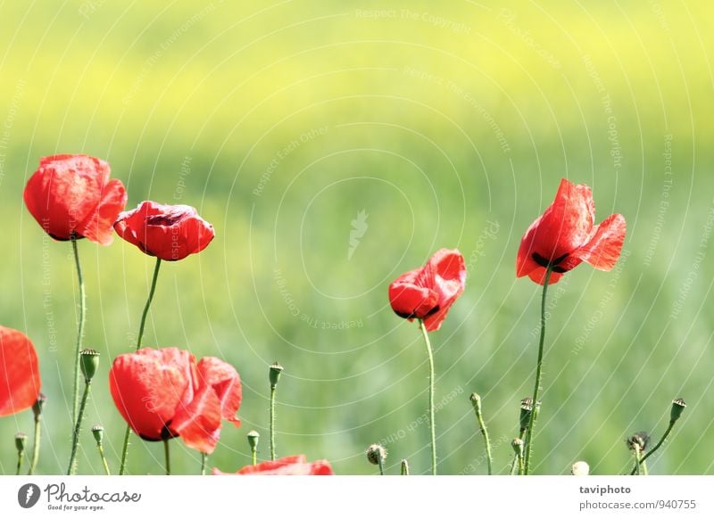 Mohnblumen im Wind schön Sommer Garten Umwelt Natur Landschaft Pflanze Blume Gras Blüte Wiese Wachstum hell natürlich Sauberkeit wild blau grün rot Farbe Feld