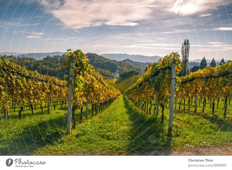 Spätsommerimpression Bioprodukte Wein Gesundheit Gesundheitswesen Wellness Leben harmonisch Wohlgefühl Zufriedenheit Sinnesorgane Erholung ruhig Tourismus