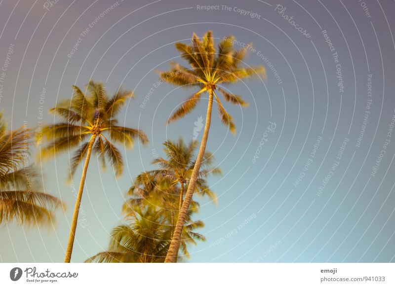 Nachtaufnahme Umwelt Natur Pflanze Himmel Wolkenloser Himmel Sommer Schönes Wetter Wind Baum Grünpflanze Wärme blau Palme Farbfoto mehrfarbig Außenaufnahme